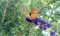 Transition Flutter - Fly